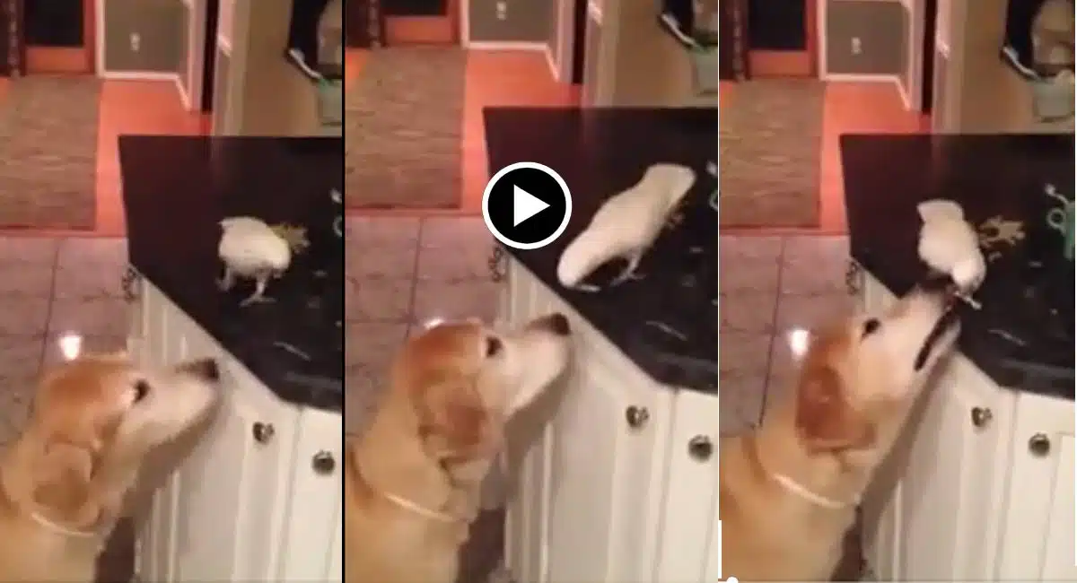 Viral Video in Dog a bird friendship