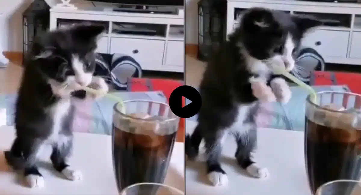 Viral Video in kitten for a drink