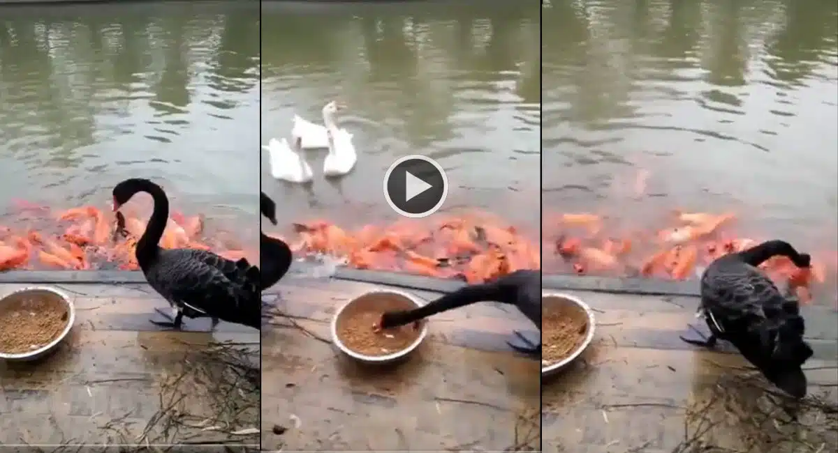 viral video is weird ducks feeding fish