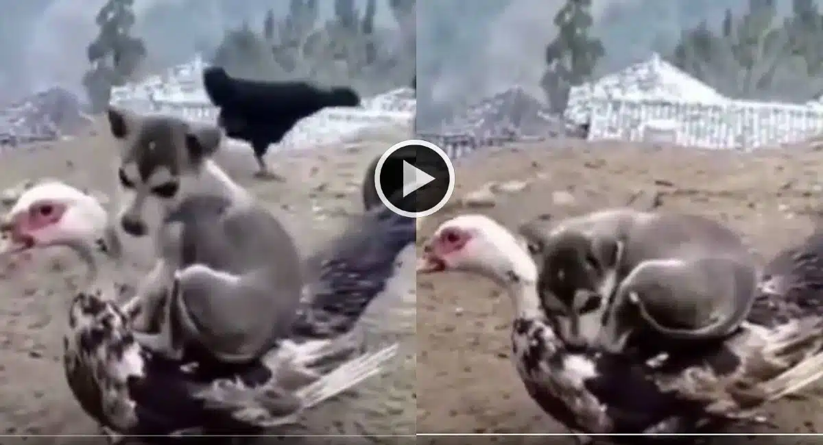 Viral Video in See where the dog