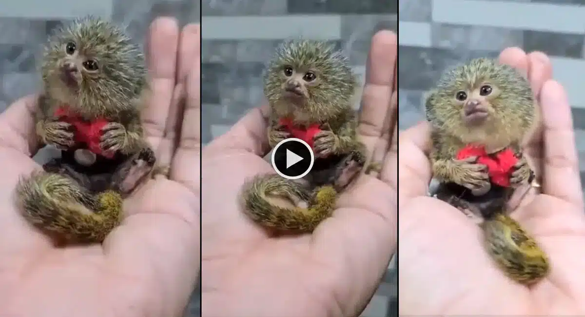 Viral Video in Pygmy marmoset