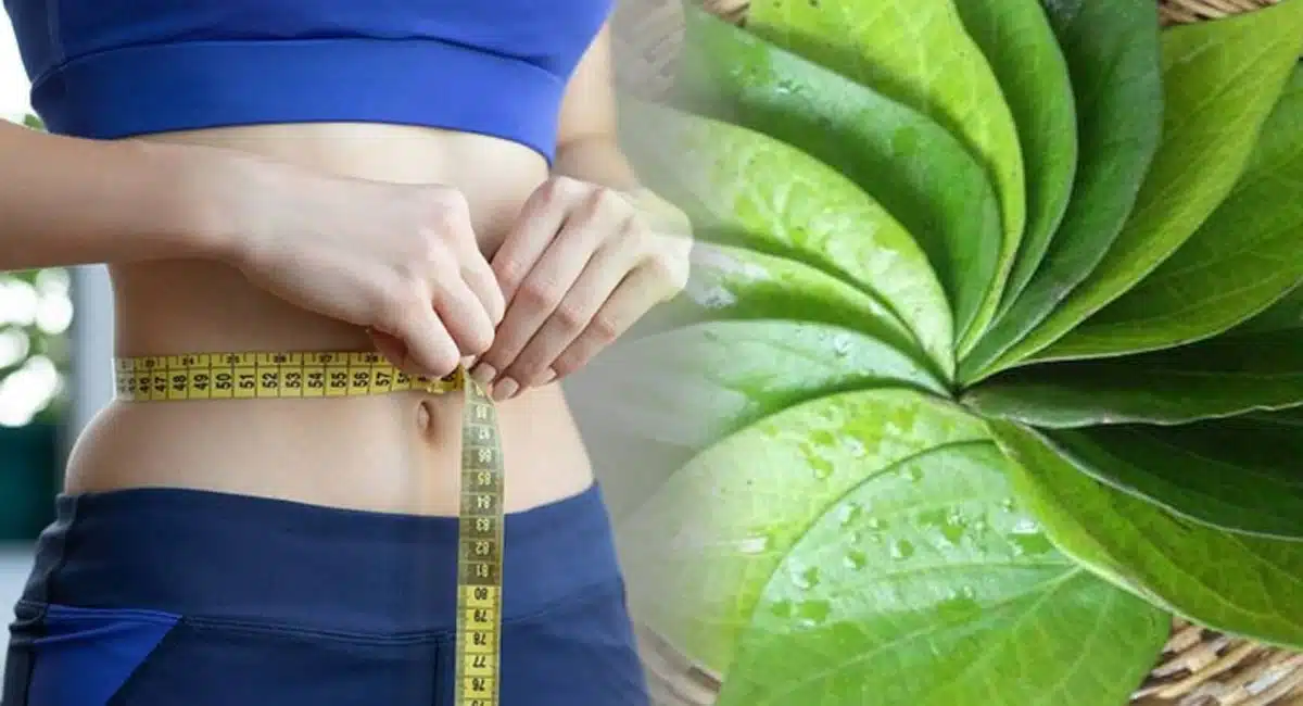 Health Tips in Weight Loss betel leaf