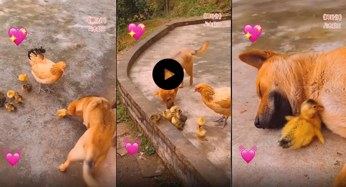 Viral Video in Dog friendship with hens