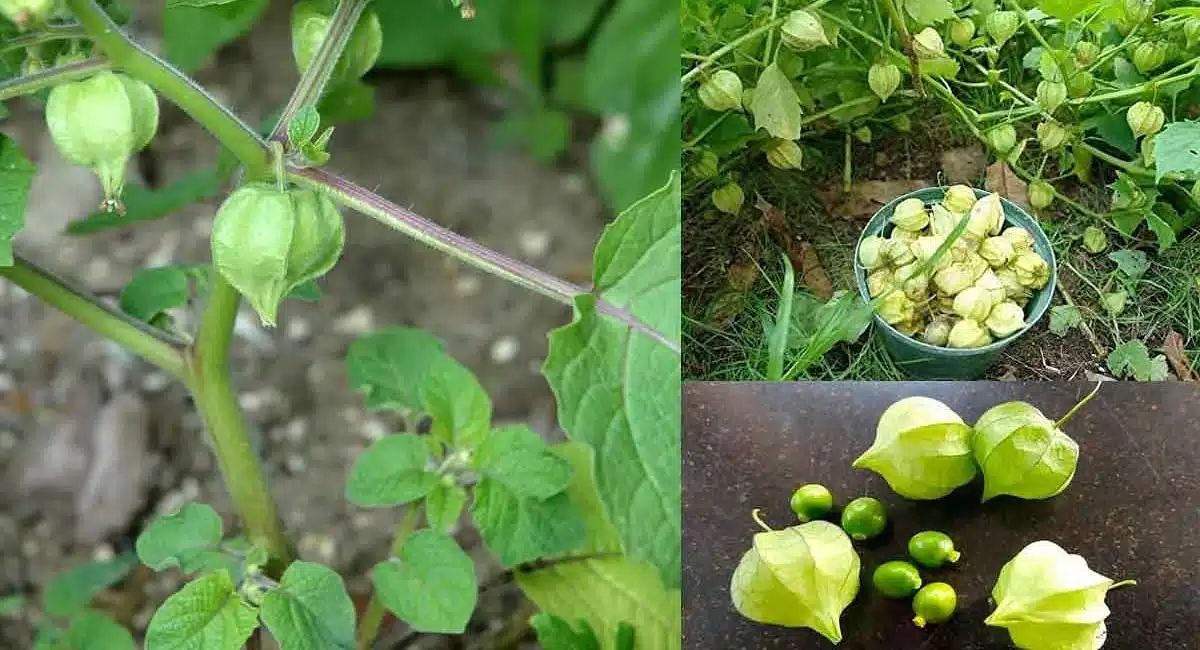 Health Benefits in budama kaya mokka gurinchi