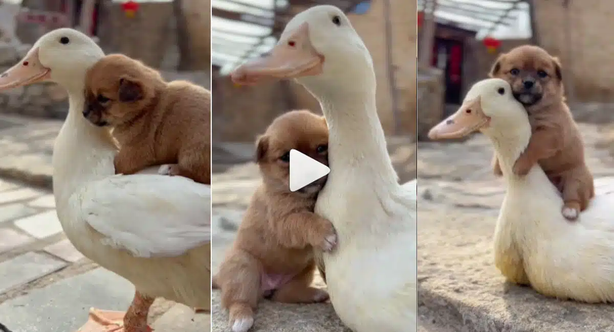 duck love towards dog puppy video viral