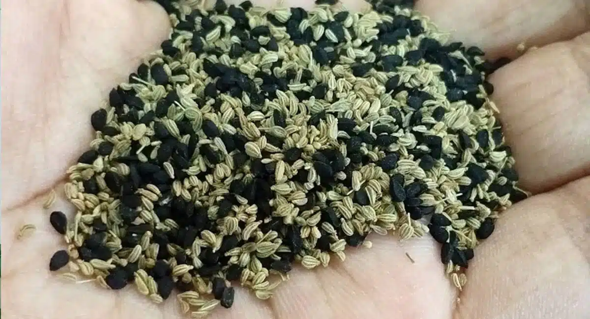 kalonji seeds of health benefits