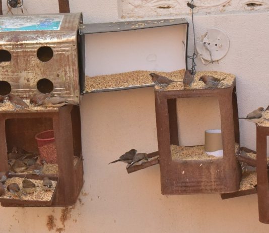karimnagar a bird lover who has set up a home for birds