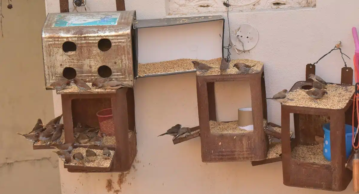 karimnagar a bird lover who has set up a home for birds