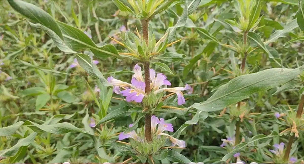 Health Tips in kokilaksha plant
