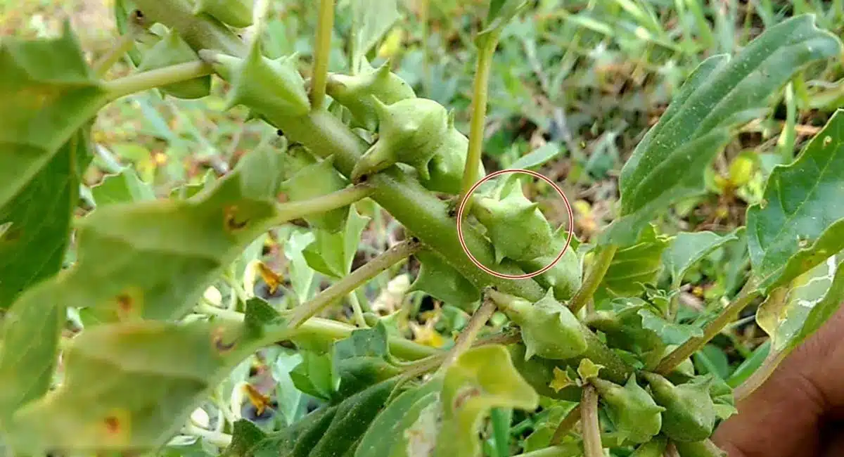 amazing health benefits of konda palleru