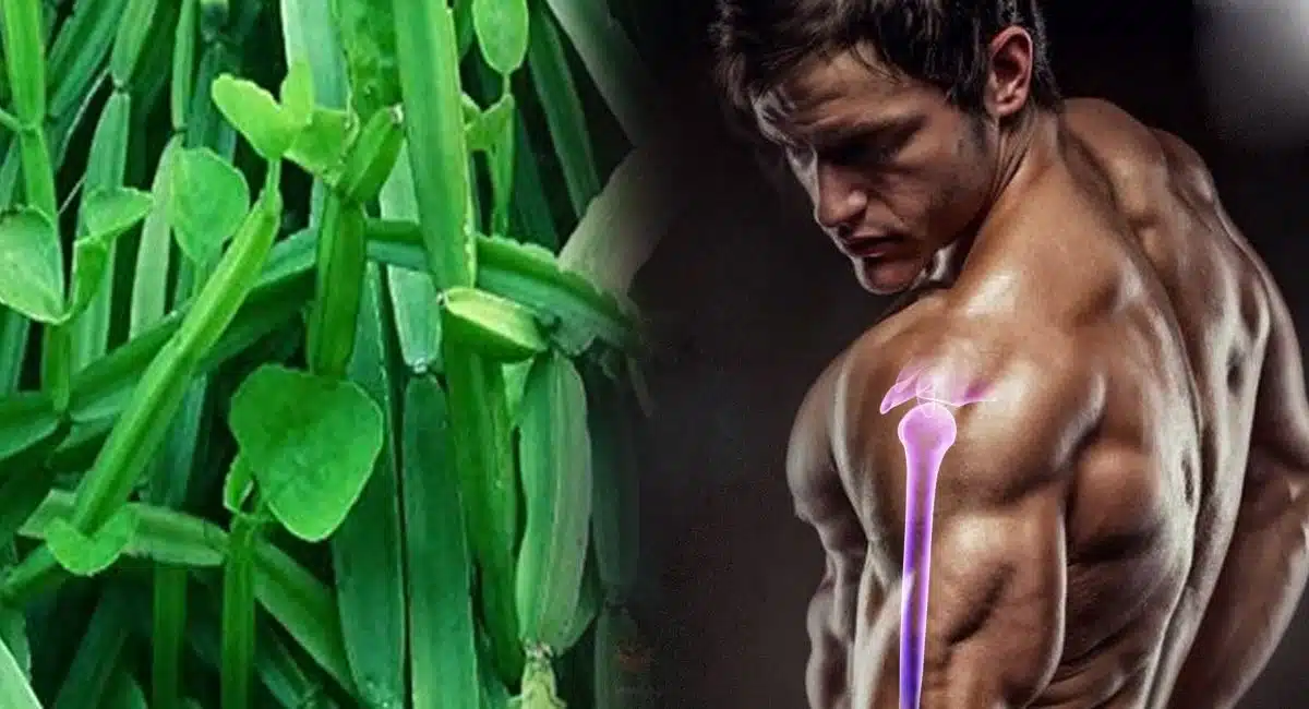 nalleru plant in Health Benefits