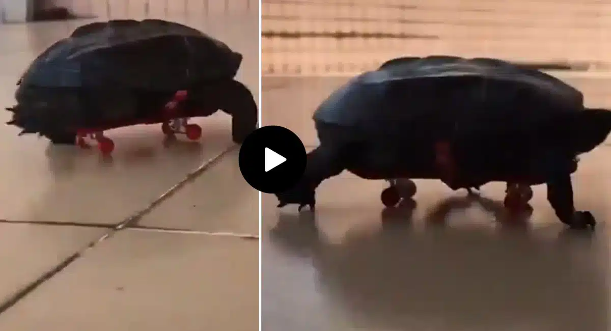 ninja turtle playing video viral