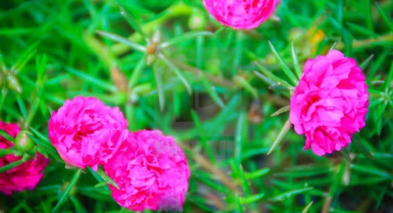 Health Benefits : ఈ ఆకుల‌తో విష‌పురుగులు కాటేస్తే విరుగుడు.. ఈ మొక్క ఇళ్ల‌ముందు ఉంటే అంతా మంచే..