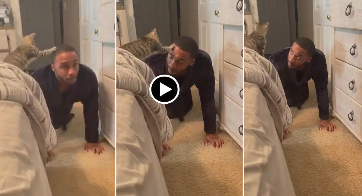 Pushups with owner in Cat Video Viral 