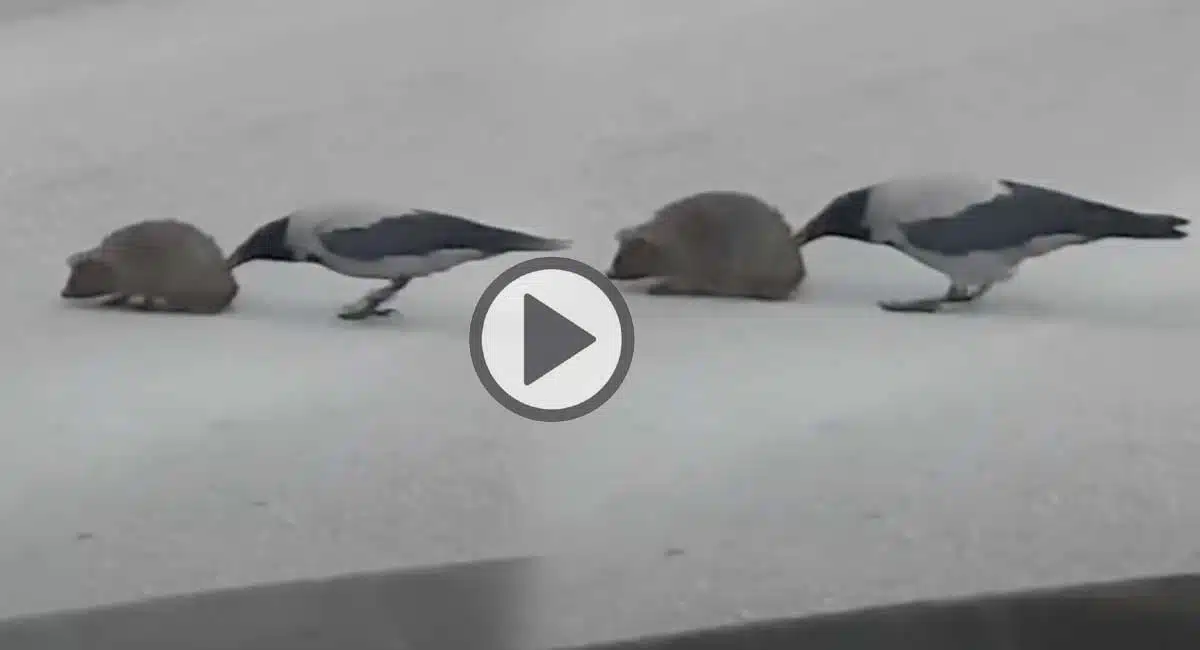 Crow Helps Hedgehog to Cross the Street