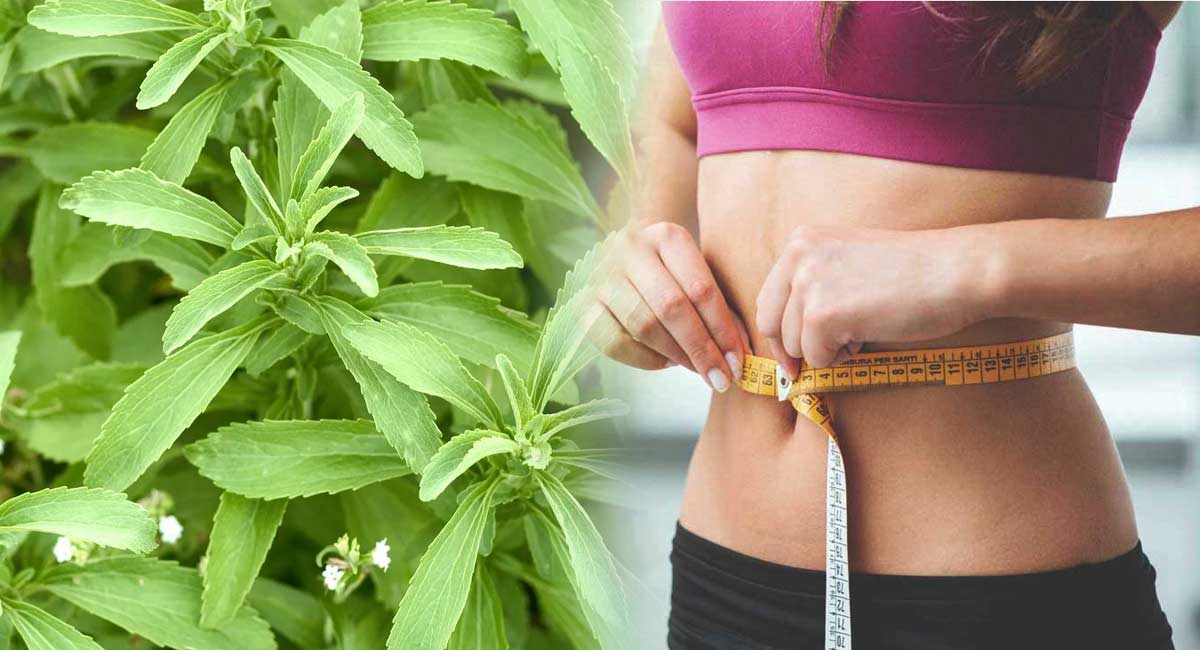 Health Benefits : 15 రోజుల్లోనే ఎంతటి బరువునైనా తగ్గించే ఈ ఆకుల గురించి తెలుసా?