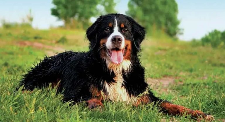 Dog : బయటకు వెళ్లేటప్పుడు కుక్క ఎదురైతే ఏం జరుగుతుందో తెలుసా….?