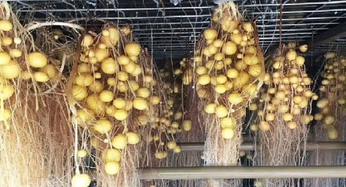 Business Idea in how to grow potatoes using aeroponics at home yield