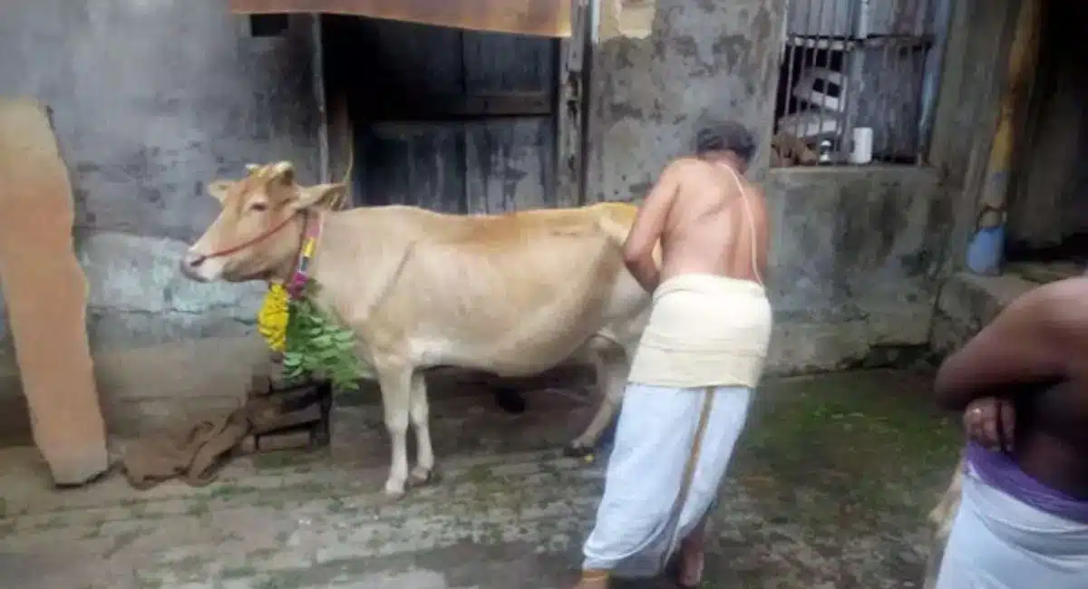you must do this for goamtha tail for good wealth