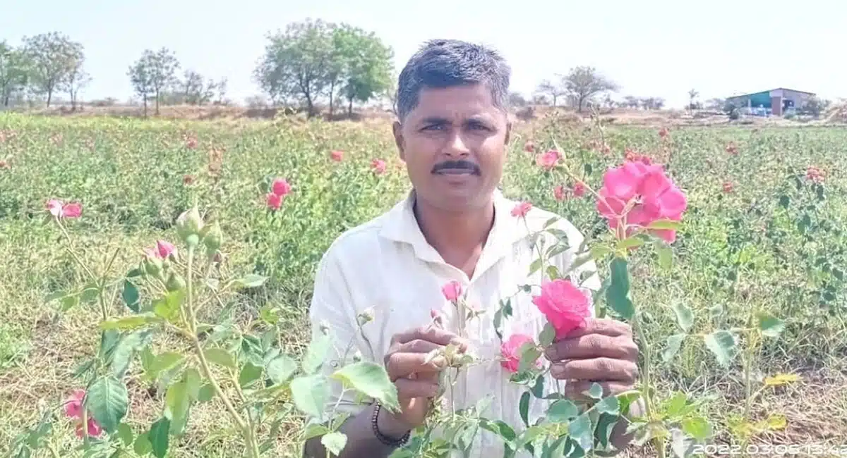 Business Idea farmers grow roses earn lakhs in maharashtra drought prone village