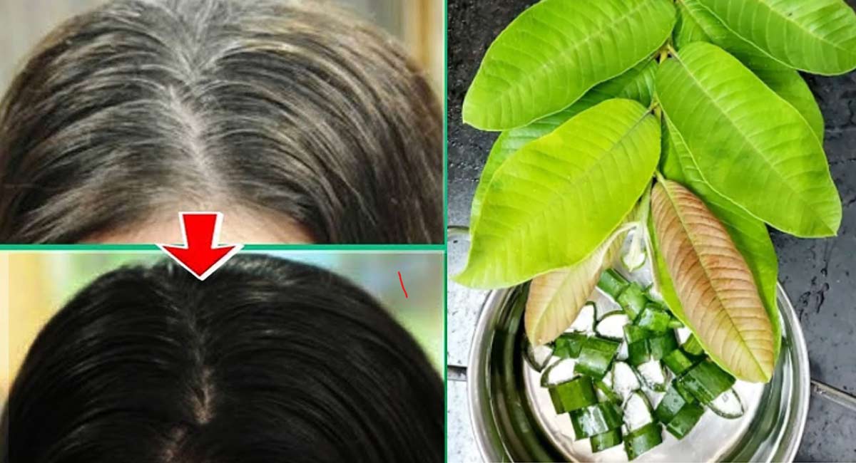 Hair Tips : మీ జుట్టు ఎంత తెల్లగా ఉన్నా సరే.. మూడు సార్లు ఇది రాశారంటే నిగనిగలాడాల్సిందే!