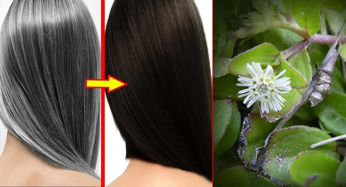 follow these 3 tips to turn white hair to black hair 