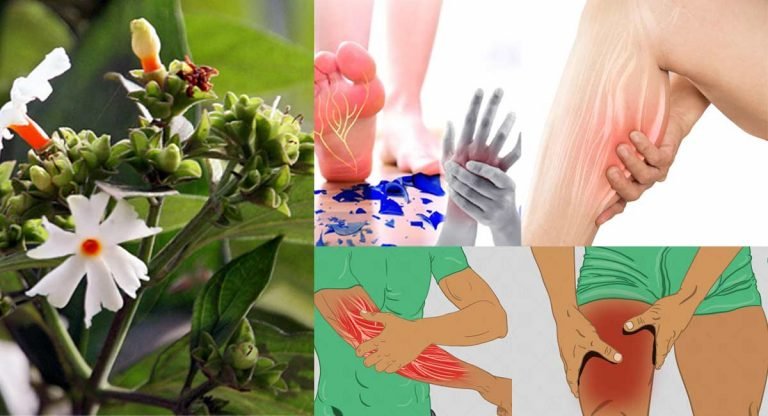 Health Benefits : కండరాల తిమ్మిర్లు, క్రాంప్స్ ని తగ్గించే…. పారిజాత మొక్క గురించి మీకీ విషయాలు తెలుసా?
