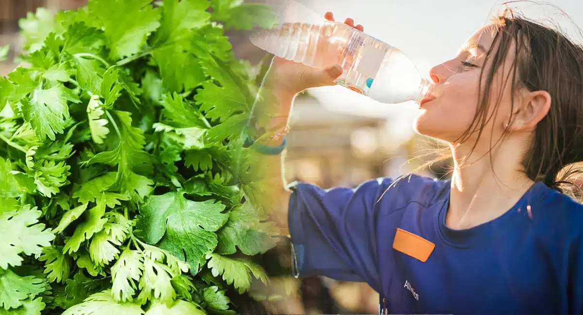 Health Benefits coriander leaves help to avoid summer dehydration