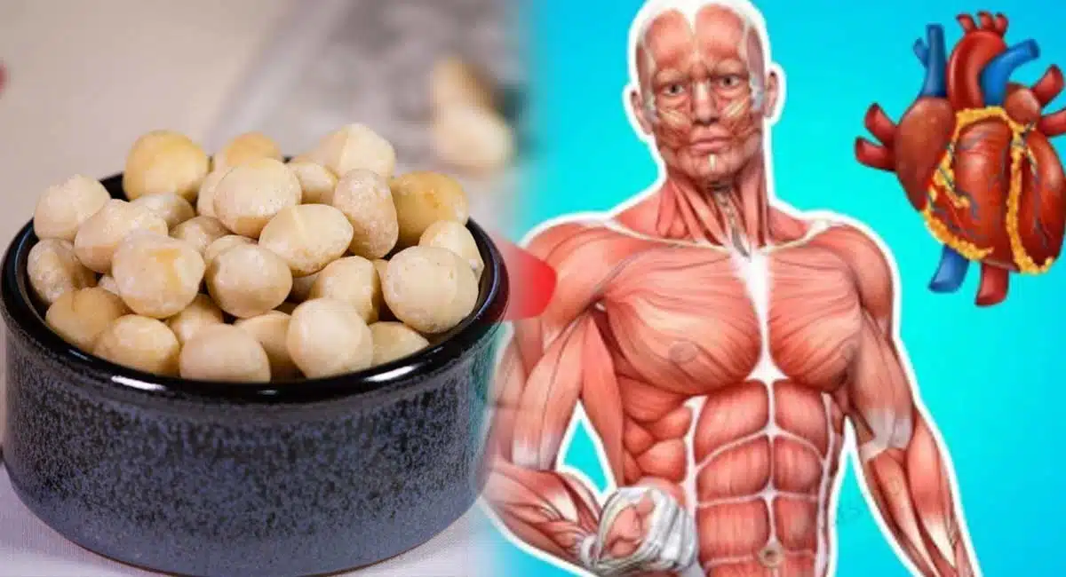 health benefits of macadamia nuts