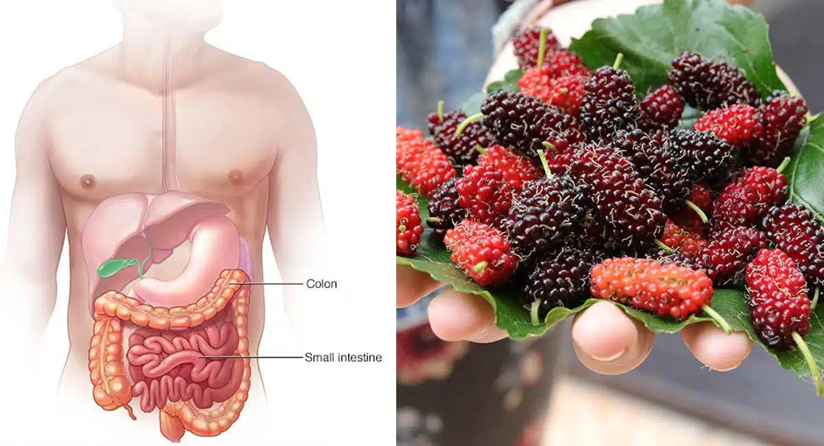 Health Benefits reduce constipation burns fat