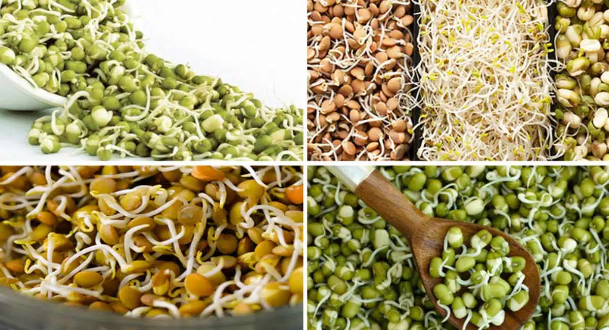 Amazing Health Benefits Of Sprouts