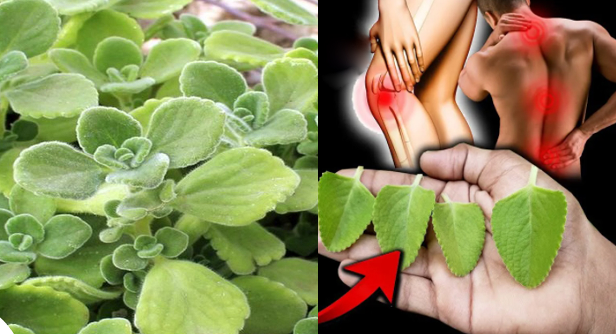 Health Benefits : ఈ మొక్క మీ ఇంట్లో ఉంటే అన్ని స‌మ‌స్య‌ల‌కు చెక్.. ఆకులో ఎన్నో ఔష‌ద గుణాలు