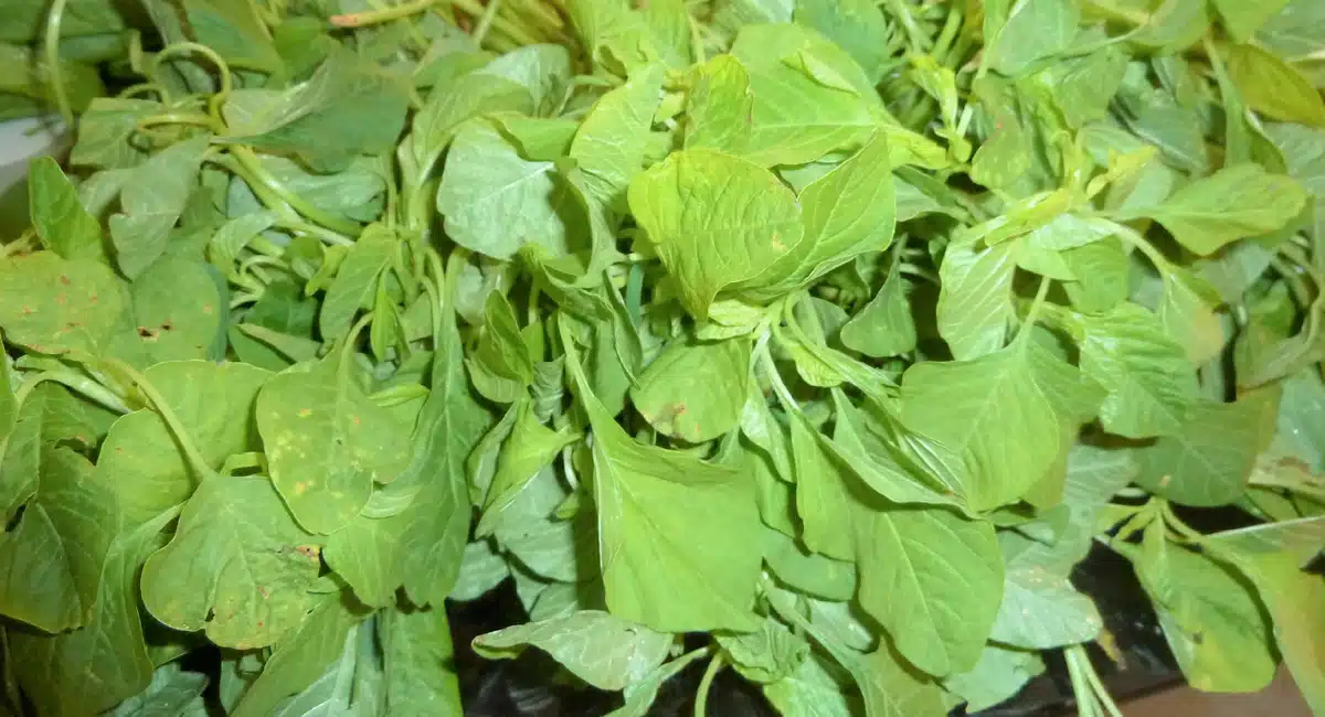 Health Benefits leaf vegetable uses for your body