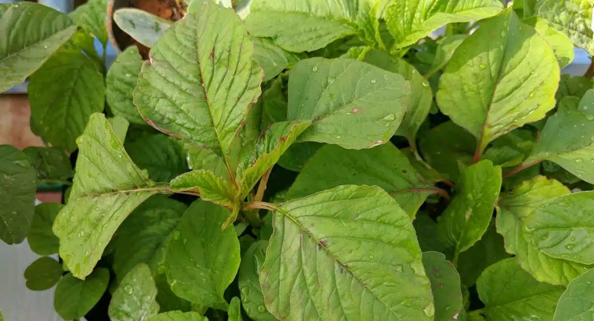 Health Benefits of tota kura mokka upayogalu