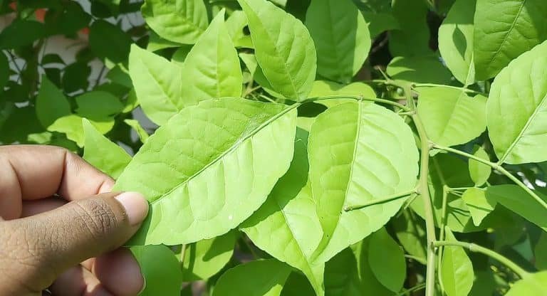 Health Benefits : ఈ ఆకు తింటే అన్నీ అద్బుతాలే.. టోట‌ల్ బాడీ డిటాక్సిఫై అవుతుందంట‌..