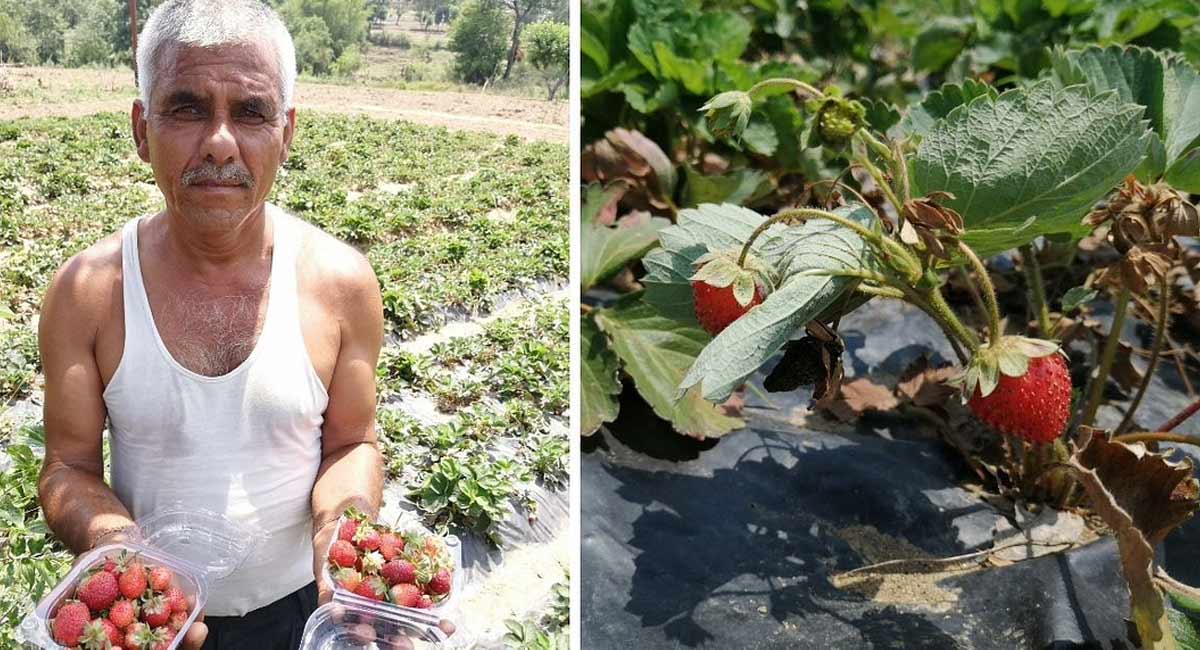 Business Idea jammu kashmir organic strawberry farmer Rashpal Singh earns success story