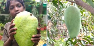 Business Idea madhya pradeesh noorjahan mango farm katthiwada rare unique india