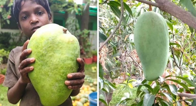 Business Idea : అరుదైన మామిడి కాయలను పండిస్తూ లక్షలు గడిస్తున్న రైతు.. ఒక్క మామిడి కాయకు ఎంత ధరో తెలిస్తే ఆశ్చర్యపోతారు