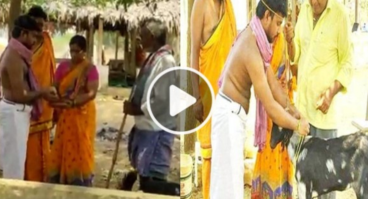 Viral Video : మేక‌ను పెళ్లి చేసుకున్న యువ‌కుడు.. అందుకోస‌మేన‌ట‌