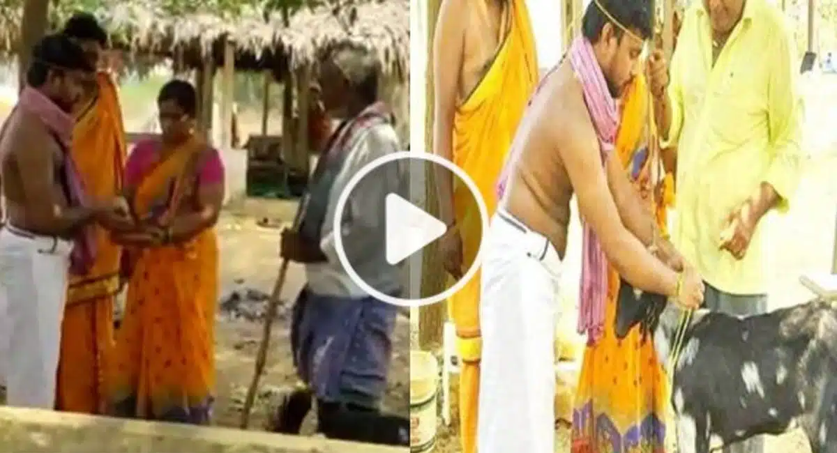 Man Marries Goat as Believing Astrology in Viral Video