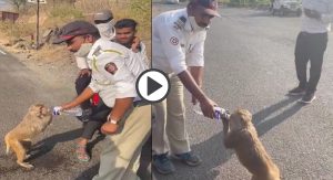 traffic constable gave water to monkey on the road video viral