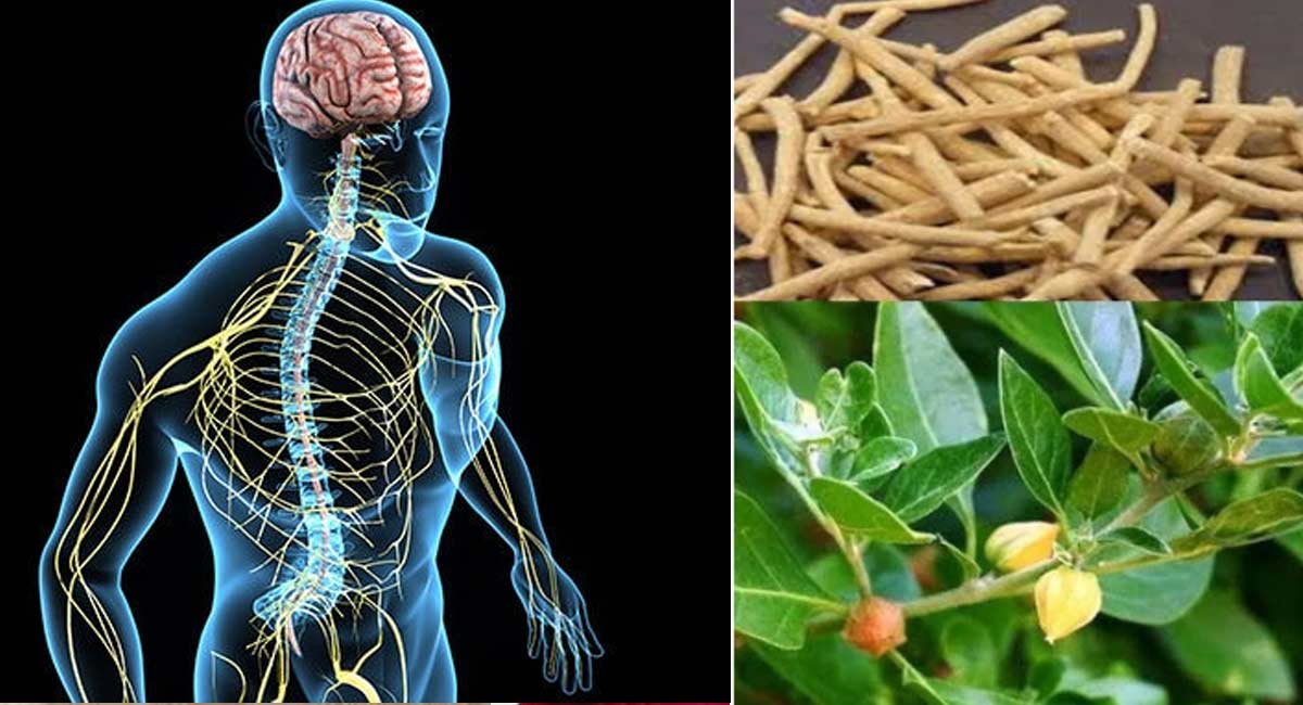 Health Benefits : నరాల బలహీనత, మగవారిలో సంతాన సామర్థ్యాన్ని పెంచే దివ్యౌషధం..