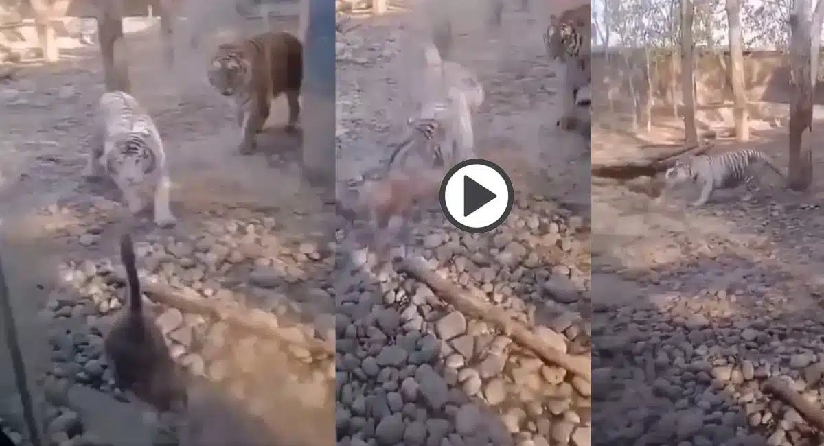 Viral Video : త‌గ్గేదేలా…అంటున్న బాతు.. భ‌యం లేకుండా పులితో పోట్లాట‌