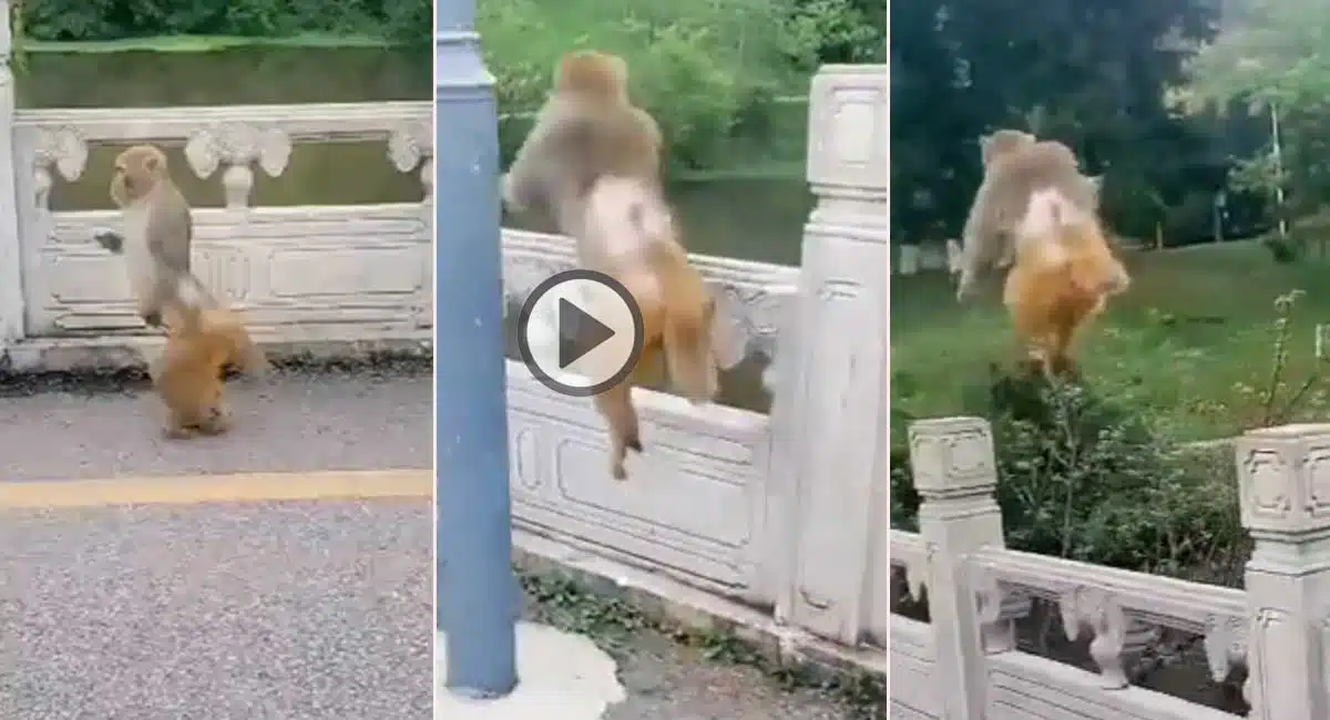Monkey Jumpings Adurs on Bridge Pollers Video Viral 