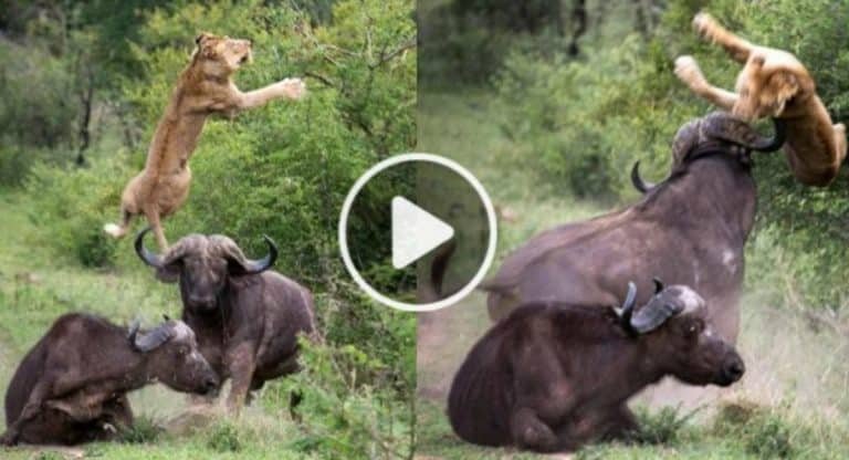 Viral Video : సింహానికి చెమ‌టలు ప‌ట్టించిన అడ‌వి దున్న‌.. ఏకంగా ఎత్తిప‌డేసింది