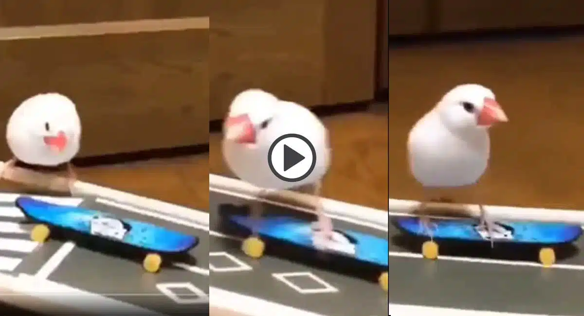 Bird skating trials video in viral
