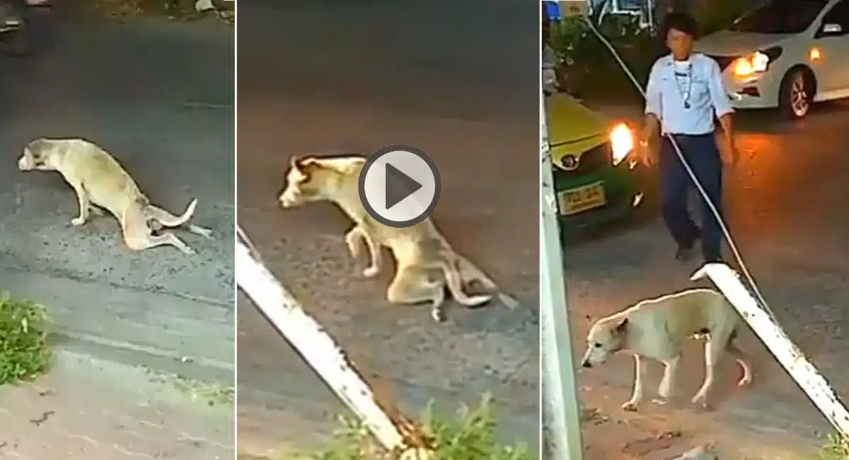 Dog antics crawling on the road Video is viral