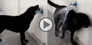 Viral Video in abba how cozy tap turned bathing dog