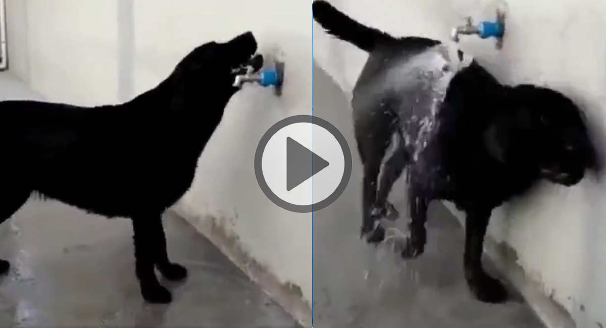 Viral Video in abba how cozy tap turned bathing dog