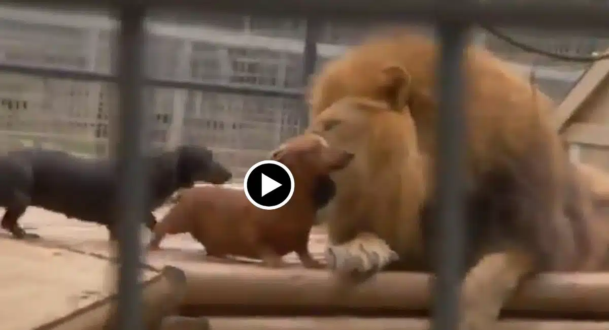 Viral Video lion dogs in playing
